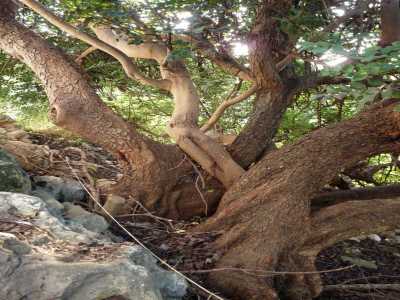 Gli alberi monumentali della conca di Bari